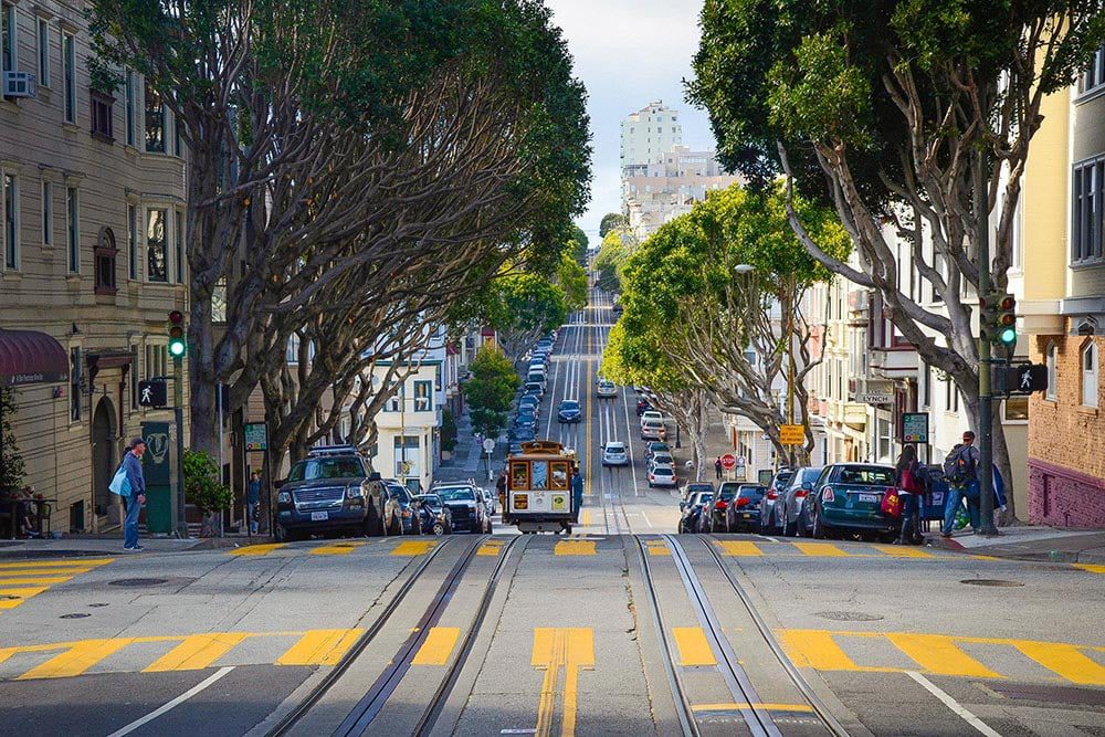 Trees set into the pavement along a city road.
