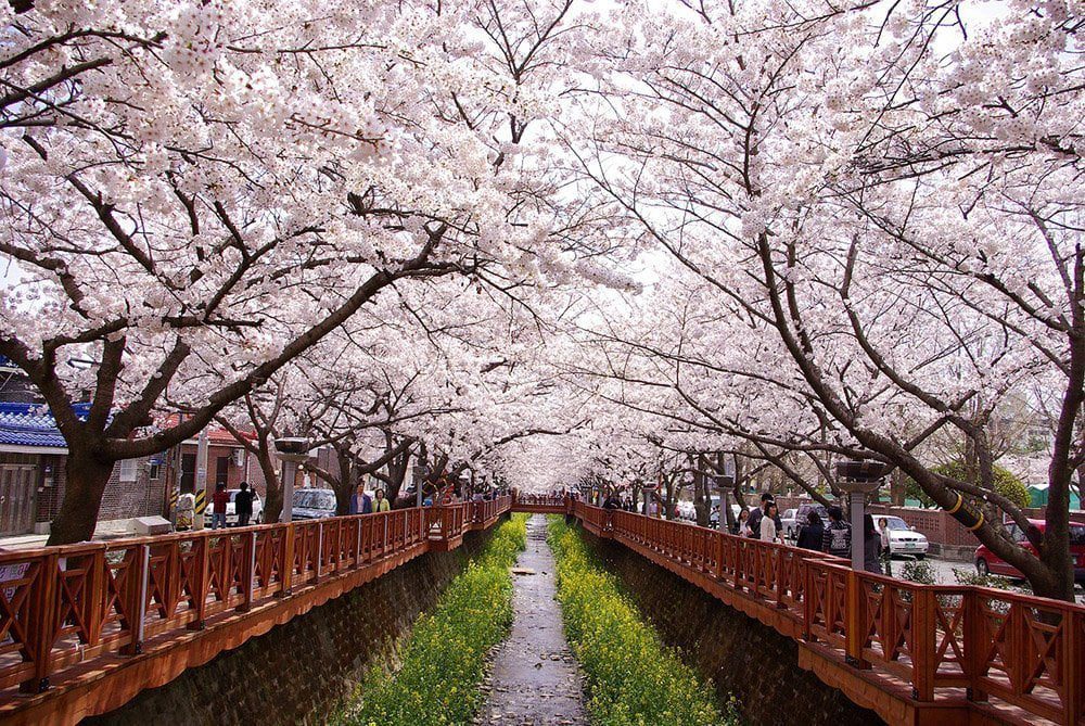 Cherry blossom trees in bloom along a city street.