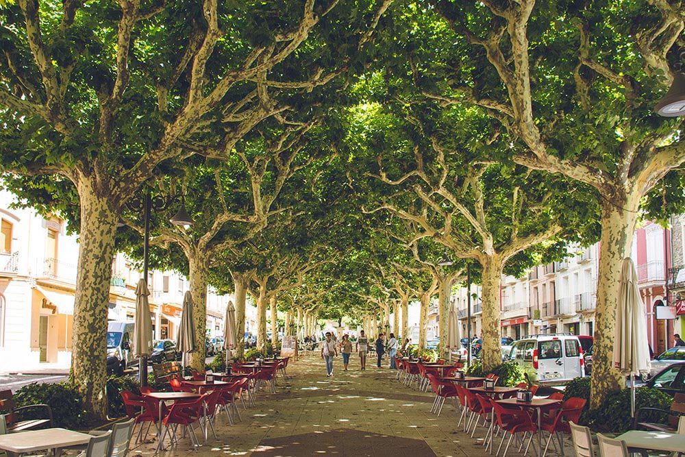 A pavement cafe seated under the shade of mature street trees.