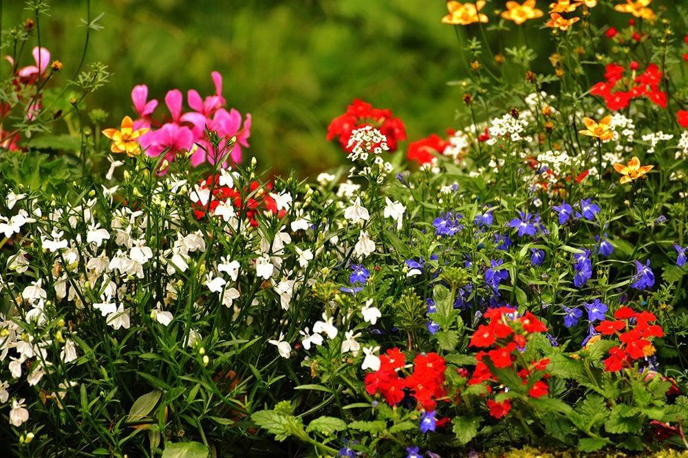 colorful flowers