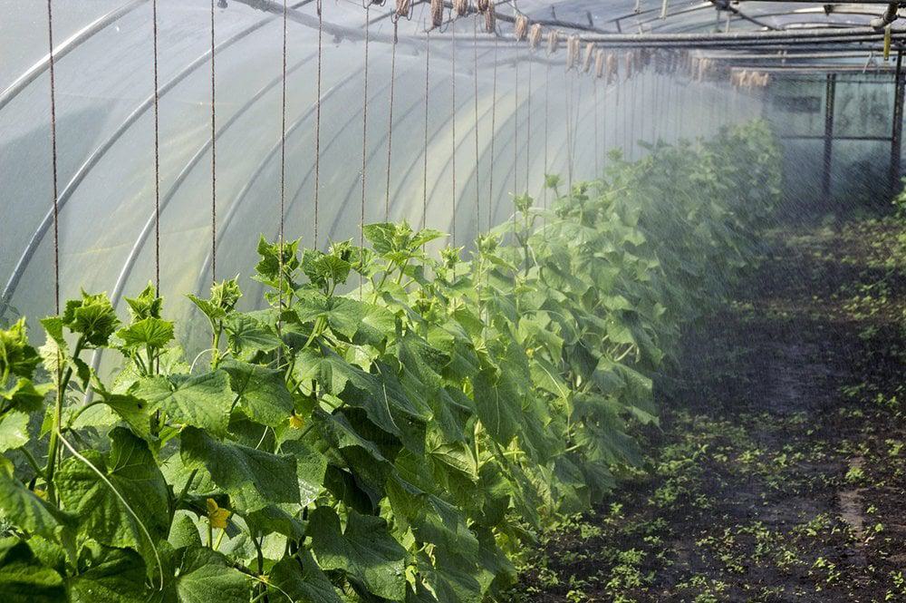 greenhouse farm