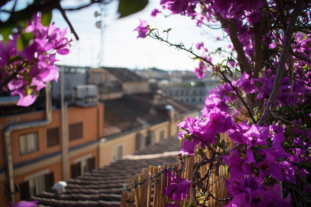 flowers on rooftop