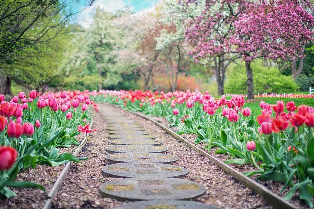 Vibrant Coloured Flora Lining a Pathway