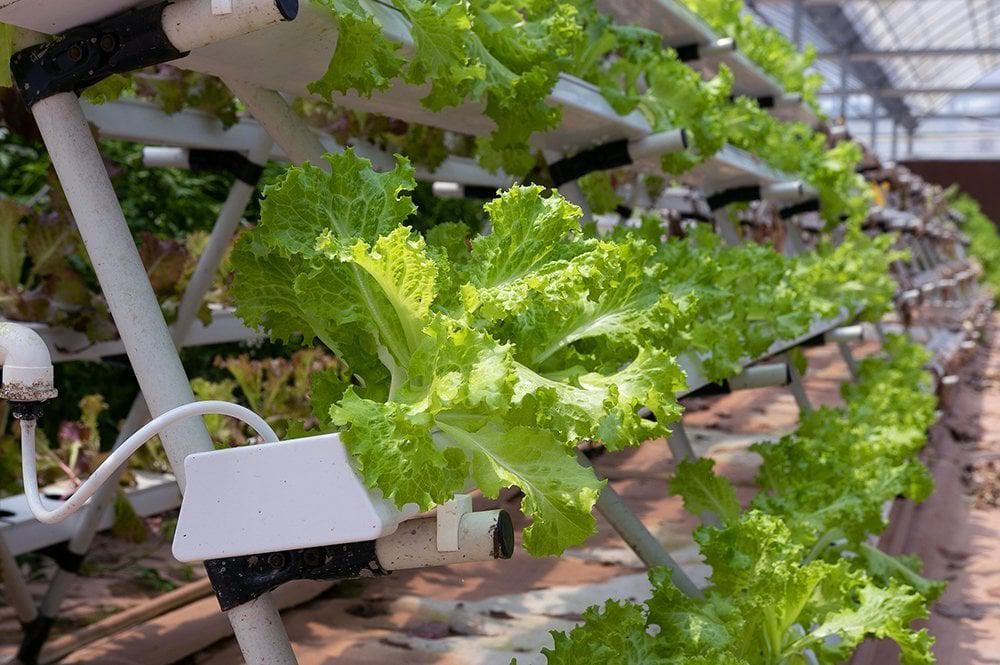 indoor farm