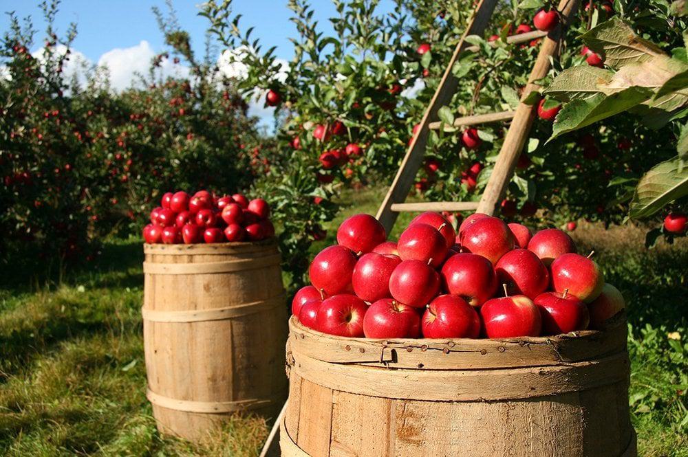 apples on barrel